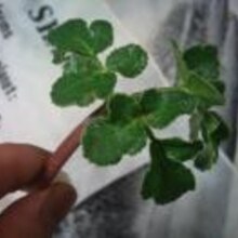 ハマボウフウでスープ レシピ 作り方 By Wonebou 楽天レシピ ハマボウフウでスープ レシピ 作り方 By Wonebou 楽天レシピ